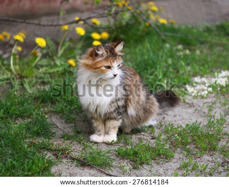 Beautiful fluffy tricolor cat among the dandelions and grass