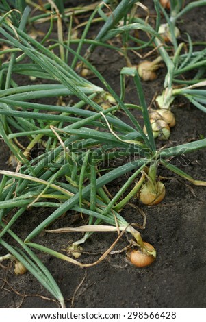 A bed of onions in the garden. Grown green onions with bulbs peeking out of the ground, wet from the rain.