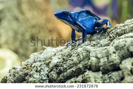 Blue arrow frog