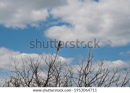 Euraziatische Torenvalk, Falco tinnunculus zittend op de boom tegen de kleurrijke hemelachtergrond. Blauwe en witte wolken Stockfoto © 