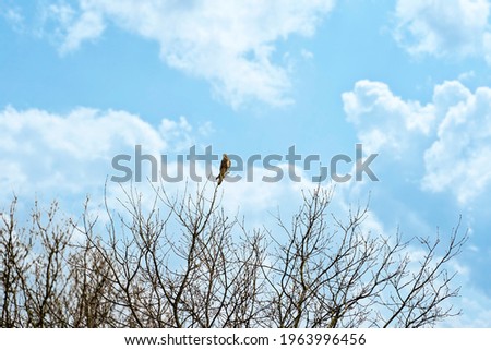 Euraziatische Torenvalk, Falco tinnunculus zittend op de boom tegen de kleurrijke hemelachtergrond. Blauwe en witte wolken Stockfoto © 