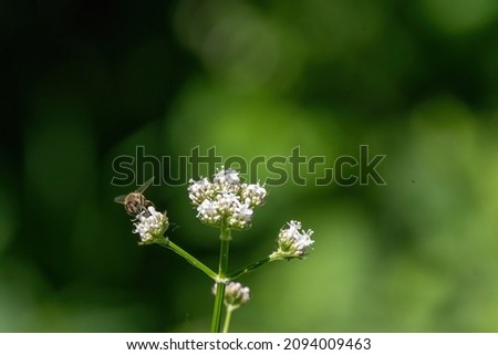 Honey bee collecting pollen from white flowers. Soft green background. Summer, wild flowers, calm, soothing Foto stock © 