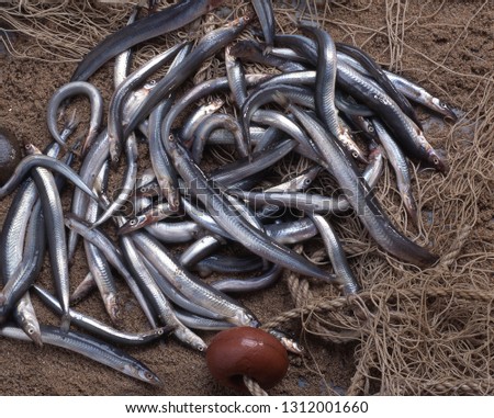 Similar – Image, Stock Photo Small sandeel fishes in sea water.