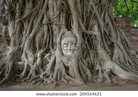 Buddha\'s head is embedded in tree roots, a beautiful ancient site in Ayutthaya as a world heritage site, Thailand