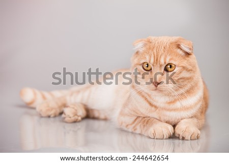 Cat portrait british, sweet, kitty, pet, fun,