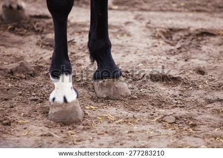 hooves of horses close