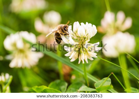 Bee on the white clover trefoil flower,