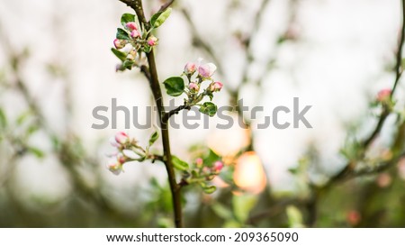 A blooming branch of apple tree in spring. Photo of blossoming tree brunch with white flowers on blurred background with sunset. Blossoming tree of an apple-tree. spring season.