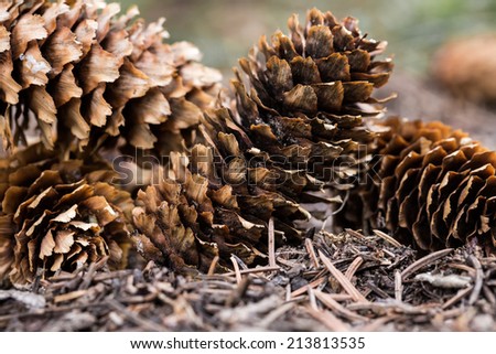Spruce cones on the garden floor with dry needles.