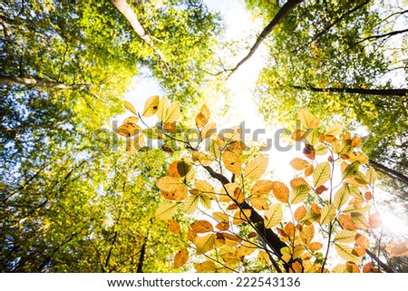 Autumn leaves of the beech wood and sky, wide angle. Atmospheric shot of the forest.