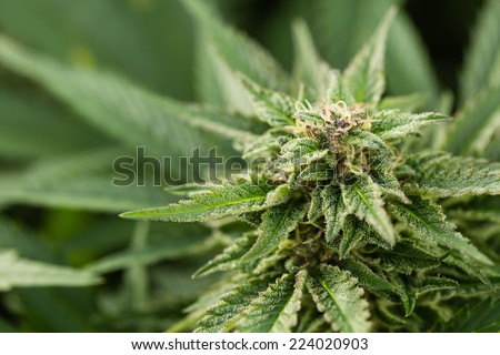 Macro photo of marijuana plant bud with crystals. View from above. Color toned image. Selective focus.