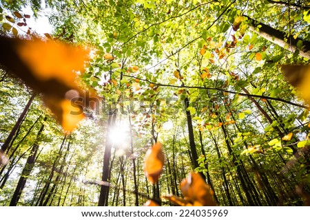 Autumn leaves of the beech wood and sky, wide angle. Atmospheric shot of the forest.