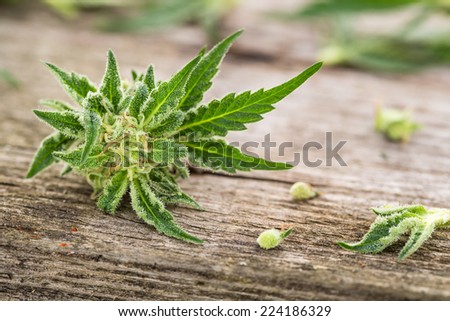 Macro photo of fresh marijuana  plant bud with crystals on grunge wooden desk. Selective focus. Color toned image.