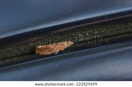 Moth in a gap between metal sheets.