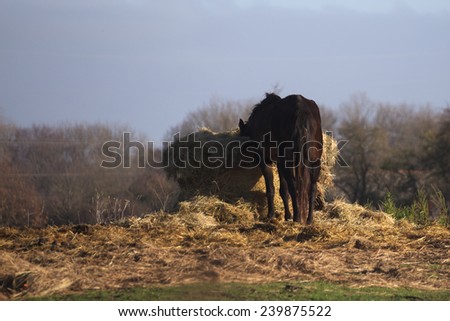 Horse feeding on a hay bale.