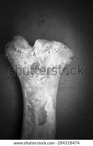 Black and white shot of a bone (from a pig). Vignetting was added.