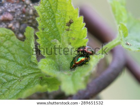 Two dead-nettle leaf beetle (Chrysolina fastuosa) in the act of mating on a deadnettle.