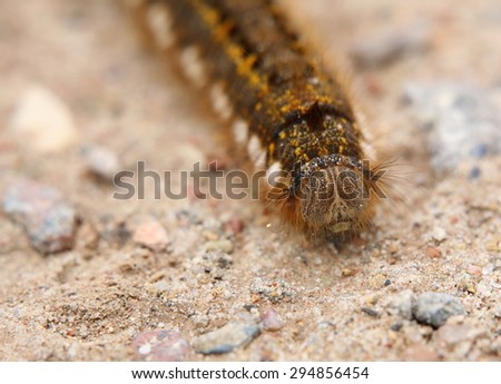 Drinker (Euthrix potatoria) caterpillar on a gravel ground, seen from the front.