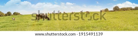 Cows grazing on a Field in Summertime - Cow Farm Panorama