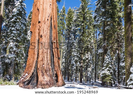 Giants Sequoia Grove in the Mariposa area of Yosemite. Snowy trees, view and beautiful view  of tall trees