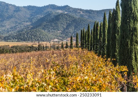 colorful landscapes of vines during autumn month in the wine county, Napa California