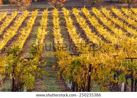 fall season at the winery, vines with colorful yellow leaves in the wine county