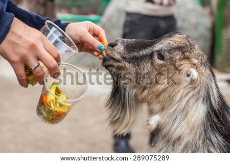 Zoo visitor feeds a goat in a zoo, Kiev, Ukraine