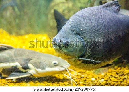 Big fish in an aquarium