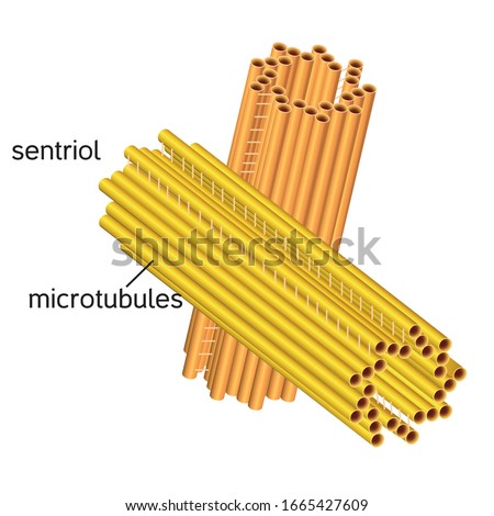 Centrosome organelle medical vector illustration diagram. Centriole with fibers, and microtubule triplet structure. Labeled biology cross section scheme. Cell division cycle process educational info.