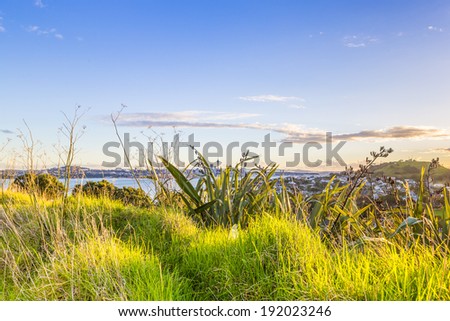 Sunset city skyline view through the green grass. Auckland, New Zealand.