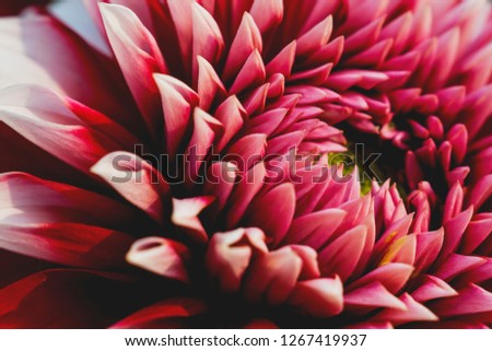 Similar – Image, Stock Photo Macro shot: Filled dahlia in white and pink with yellow centre