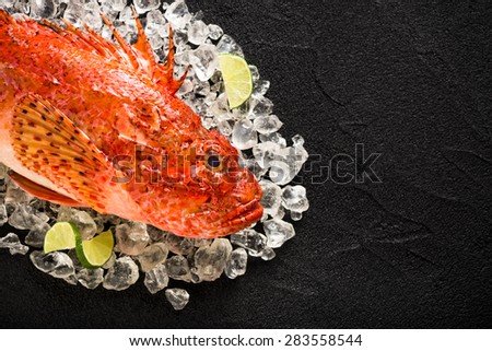Fresh scorpion fish on ice on a black stone table top view