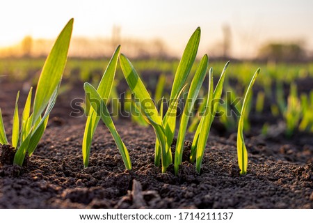 Similar – Image, Stock Photo A barley field just before maturity