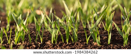 Similar – Image, Stock Photo A barley field just before maturity