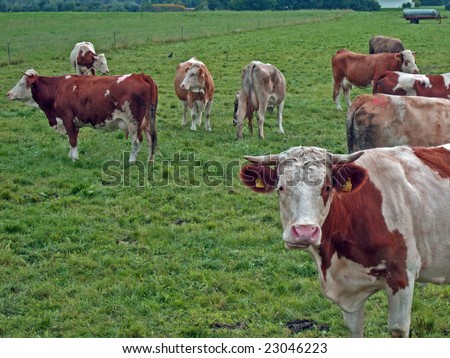 Cattle out at feed in Bavaria, Germany