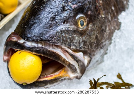 close up of a raw meagre fish with a lemon in the mouth