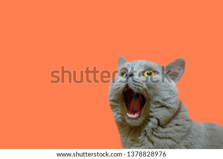 A lilac British cat looking up. The cat opened his mouth with a mad look. The concept of an animal that is surprised or amazed. The figure of a cat on an isolated background of coral color. Stockfoto © 