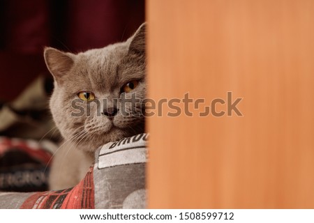 Similar – Image, Stock Photo nosy cat spies Animal Pet