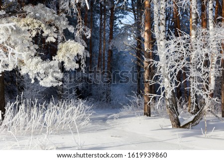 Similar – Image, Stock Photo Birches in the winter