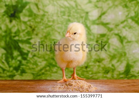 Baby chicken having a meal in front  of green background