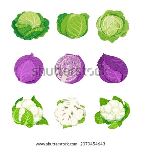 Cabbage set. Vector illustration of red cabbage, white cabbage and cauliflower. Isolated On A White Background. Healthy organic food, fresh green vegetables in cartoon flat style.