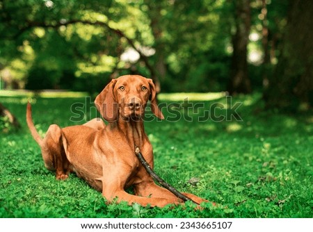 Similar – Image, Stock Photo Hungarian shorthaired dog