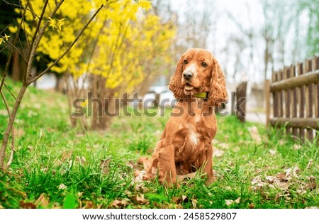 Similar – Foto Bild Gassigehen mit Cocker spaniel