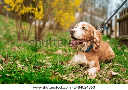 Foto Bild Gassigehen mit Cocker spaniel