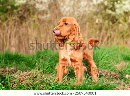 Similar – Foto Bild Gassigehen mit Cocker spaniel