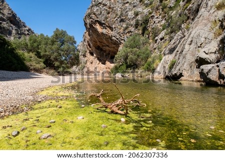 Dry driftwood in the small pond in the mountains. Sa Calobra. Mallorca. Torrent de Pareis. Foto stock © 