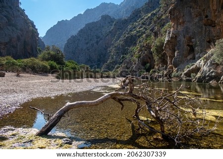 Dry driftwood in the small pond in the mountains. Sa Calobra. Mallorca. Torrent de Pareis. Foto stock © 