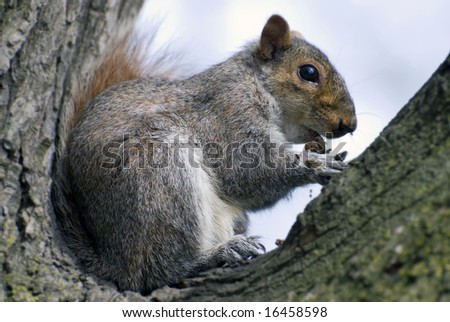 squirrel comfortably settled down in the fork of tree and cleans a nut