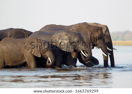 Similar – Foto Bild Elefanten im Fluss in Pinnawella