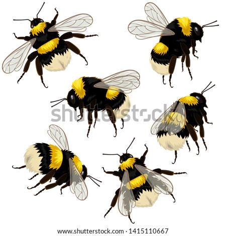 Download Bumblebee Wallpaper 240x320 | Wallpoper #120595